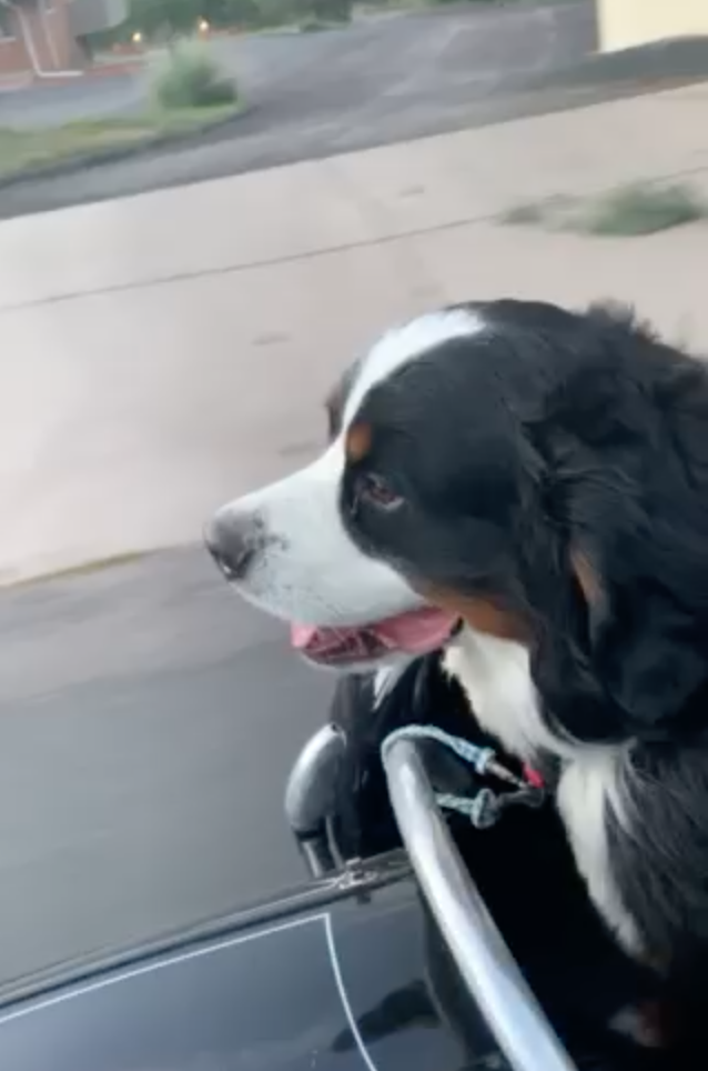 Newton the Berner in the Steib